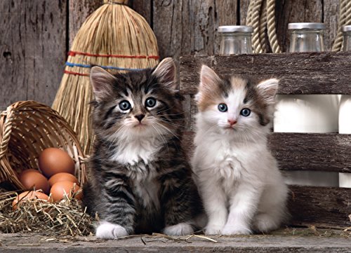Clementoni 39340, Puzzle 1000 piezas, Gatos