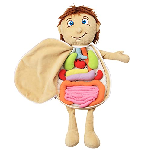 Juguete De Anatomía del Cuerpo Humano, Modelo De Anatomía Visceral del Corazón, Juguete De Felpa, Órgano Educativo Preescolar, Juguetes De Enseñanza De Ciencias para Niños Y Estudiantes