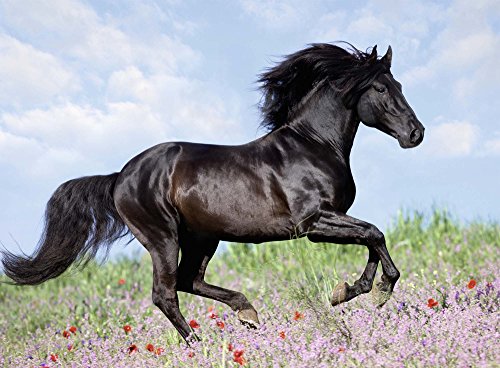 Ravensburger - Puzzles 200 piezas XXL, diseño Black Stallion (12803 7) , Modelos/colores Surtidos, 1 Unidad