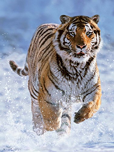 Ravensburger - Tigre en la Nieve, Puzzle de 500 Piezas (14475 4)
