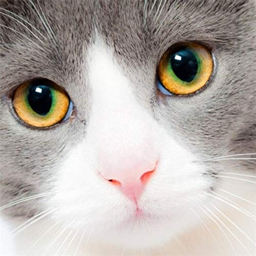 Adultos 1000 piezas rompecabezas juguete mascota gato animal imagen educación temprana juguete área plana juguete educativo de madera A.5 500pcs