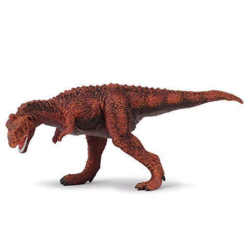 Collecta majungatholus