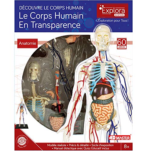 ExPLORA 546070 - Anatomía del Esqueleto Humano Transparente - Modelo Realista de 60 Piezas - 28 cm - Esqueleto + Elementos Desmontables + Base - Kit de Descubrimiento - para Partir de 8 años