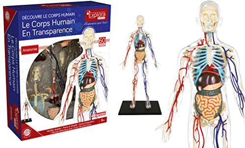 ExPLORA 546070 - Anatomía del Esqueleto Humano Transparente - Modelo Realista de 60 Piezas - 28 cm - Esqueleto + Elementos Desmontables + Base - Kit de Descubrimiento - para Partir de 8 años
