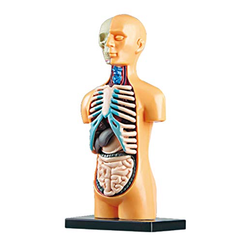 H HILABEE Cuerpo Humano anatomía Juguete Educativo DIY ensamblado Juguete Regalo para Chica Chico