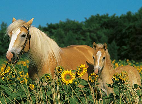 Ravensburger - Puzzle con diseño de Caballos, 200 Piezas (12628 6)
