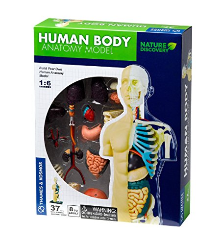 Thames & Kosmos | 260830 | Modelo de anatomía del Cuerpo Humano | 37 Piezas con Soporte y Libro de guía | Construye tu Propio Cuerpo Humano | Rango Nature Discovery | Edades Mayores de 8 años