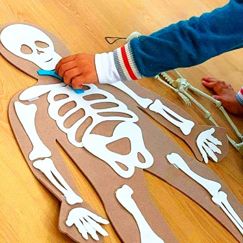 Defieltro Cuerpo Humano de Fieltro con Huesos y Órganos - Montessori el Cuerpo Humano Desmontable en Partes - Juegos de Anatomia para Niños - Juguete Educativo Esqueleto Humano