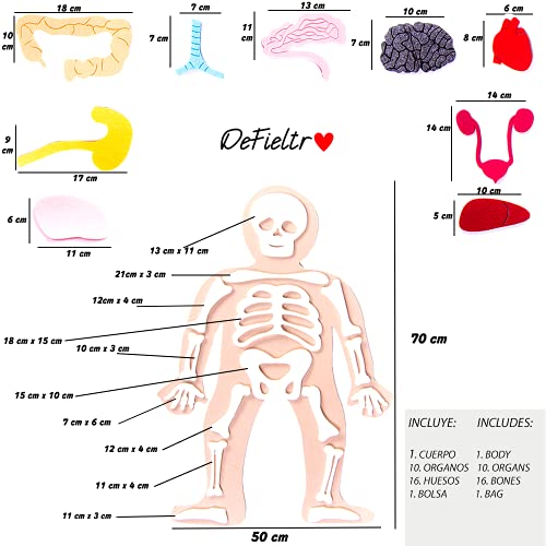 Defieltro Cuerpo Humano de Fieltro con Huesos y Órganos - Montessori el Cuerpo Humano Desmontable en Partes - Juegos de Anatomia para Niños - Juguete Educativo Esqueleto Humano