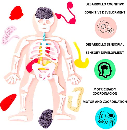 Defieltro Cuerpo Humano de Fieltro con Huesos y Órganos - Montessori el Cuerpo Humano Desmontable en Partes - Juegos de Anatomia para Niños - Juguete Educativo Esqueleto Humano