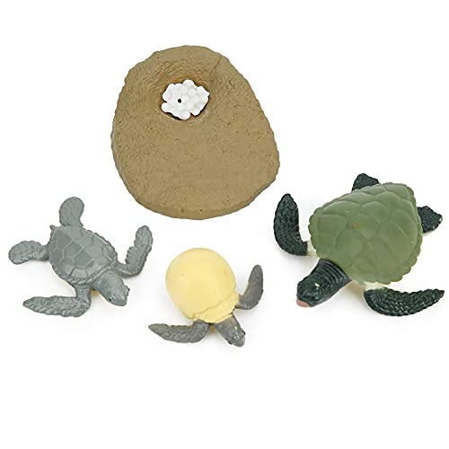 Modelo de ciclo de vida animal, altamente simulación Modelo de ciclo de vida animal Ciclo de vida de juguete Ciclo de vida de tortuga pollito Juguete educativo de aprendizaje(Tortoise Life Cycle)