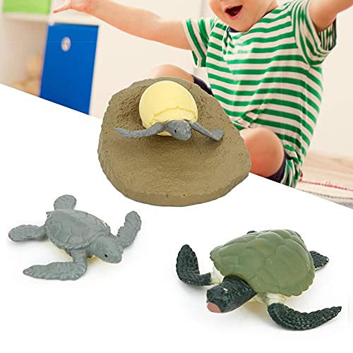 Modelo de ciclo de vida animal, altamente simulación Modelo de ciclo de vida animal Ciclo de vida de juguete Ciclo de vida de tortuga pollito Juguete educativo de aprendizaje(Tortoise Life Cycle)