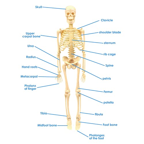 Modelo de esqueleto humano para niños, brazos móviles y piernas educativo juguete esquelético, niños que aprenden la anatomía de la ciencia