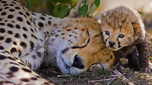 PANDABOOM Rompecabezas De 1000 Piezas, Una Hembra De Guepardo Y Su Cachorro De Una Semana En La Reserva De Caza Masai Mara, Kenia, Juguetes Educativos Bricolaje (75 X 50 Cm)
