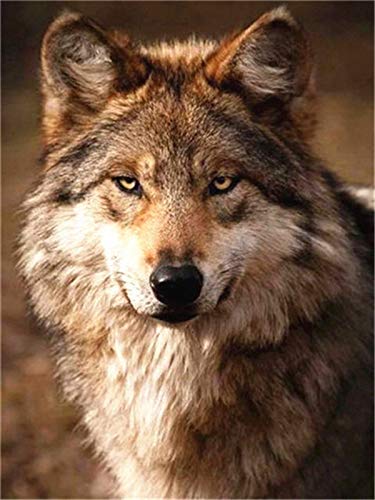 DIY pintura de animales por números kits de pintura de lienzo imágenes por números imagen de lobo para la decoración del hogar de la sala de estar A5 40x50cm
