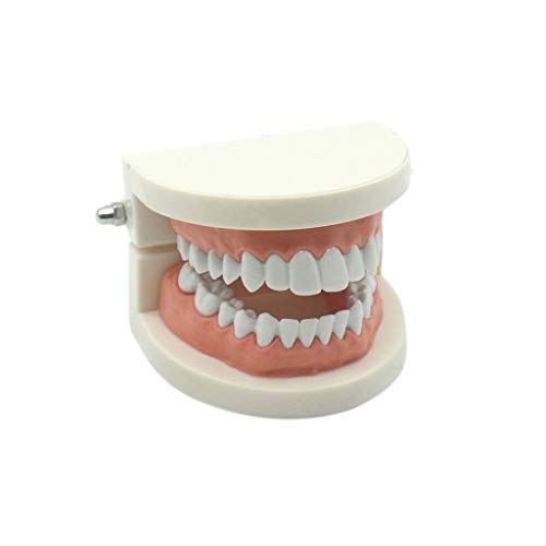Faguo Toddler Montessori Practical Life Material Diente simulado Diente de Cepillado