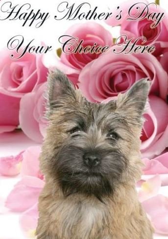 Cairn Terrier - Tarjeta de felicitación personalizada para el día de la madre