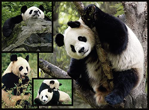 WWF - Puzzle de 1000 Piezas con Pandas (088)