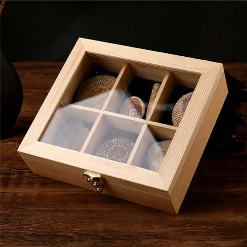 XDXDO Kit de colección de fósiles, 7 Piezas de fósiles recolectores de Trilobites, fósiles de Peces, fósiles de amonita, Concha Solar, Roca Flecha, Erizo de mar, Caracol de Jade