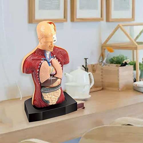 sharprepublic Modelo de Torso de Cuerpo Humano 3D Rompecabezas de Aprendizaje temprano Demostración Montessori Partes de órganos internos Juguetes de visualización