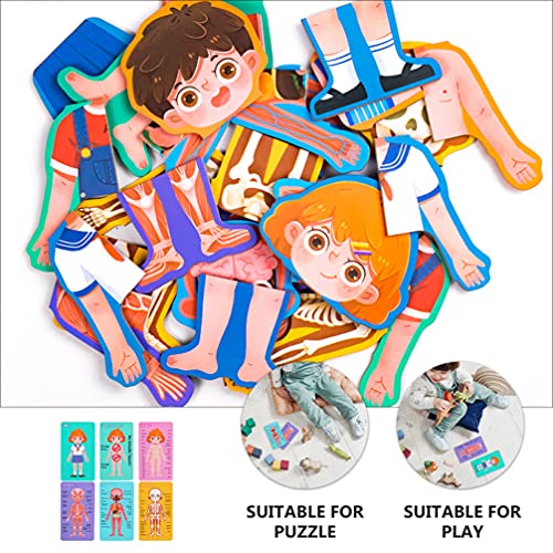 Toddmomy Juego de Anatomía de Cuerpo Humano para Niñas Juego Educativo Interactivo para Aprender Partes del Cuerpo Músculos Huesos 1 Juego