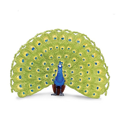 Safari Pavo Real Wow